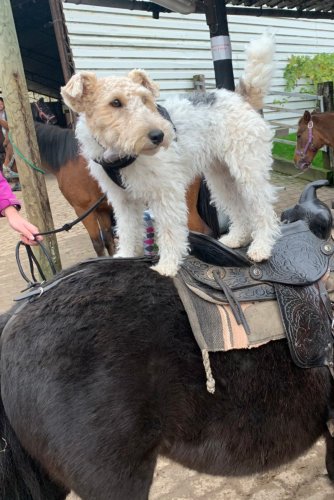 Foxterrier Curry, Drogen- & Suchtbeauftragter
